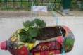 /album/horta-bio/a177-jpg/