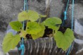 /album/horta-bio/a286-jpg/