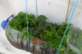 /album/horta-bio/a282-jpg/