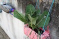 /album/horta-bio/a283-jpg/